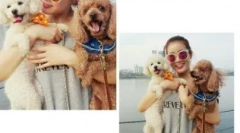 Koreai becenevek kutyáknak: érdekes lehetőségek a jelentéssel