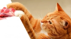 Élelmiszer almo természet a macskák számára: jellemzők és visszajelzések az állatoknak