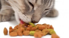 Purina pro plan cat feed: kiváló minőségű háziállatok a kisállat számára
