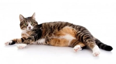 Feed dombok a macskákhoz: a táplálkozás részletes áttekintése és sajátja