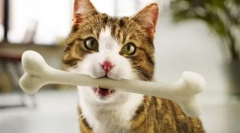 Takarmány tökéletes illeszkedés - kiegyensúlyozott otthoni kisállat étrend