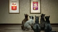 Gazdasági takarmány macskák számára