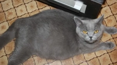 Takarítás és gondozás a terhes macska