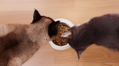 Etetés macskák száraz élelmiszerekkel: alapvető szabályok