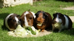 Található tengerimalacok az a -től az i -ig