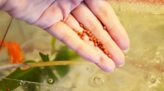 Halat etetés az akváriumban