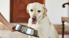 Egy felnőtt kutya táplálása