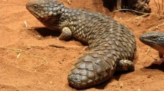 Rövidzárlat (rövidernyő)