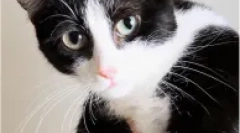 Ragyogó ellenséges leszármazottai machcheckov - kinkoyloau