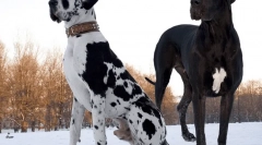 Kutya rövid kabátfajták