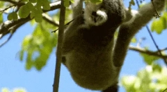 Maeline lemur - a legtöbb egzotikus elsőbbség