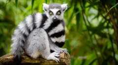 Macska lemur