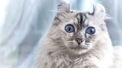 Macska amerikai kerl (fotó): barátságos kisállat elegáns fülekkel