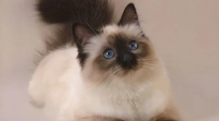 Cat balinsiyskaya (fotó): siamov hosszú hajú rokonai