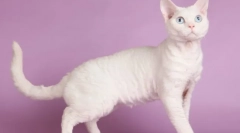 Cat devon-rex (fotó): jókedvű kisállat és igazi barát