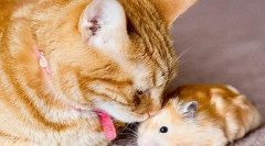 Macska és hörcsög a lakásban, tudnak barátkozni, vagy egy macska fog enni hörcsög