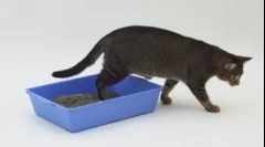 Macska vagy macska nem rossz helyen: tanítási módszerek káros szokásból