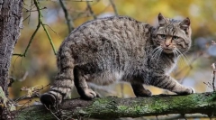 Macska erdei kaukázusi