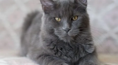 Macska nibelung (fotó): smoky jóképű férfi, jó modorokkal