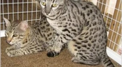 Safari macska: az ellátás szabványai, karakterei és jellemzői