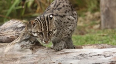 Mat-halász - a víz alatti vadászat mestere