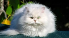 Chinchilla macska (fotó): ez nem fajta, ez egy elegáns ezüstös köd a színben