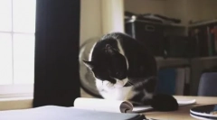 Macska mosott: minden érték