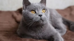 Macska: mert és ellen