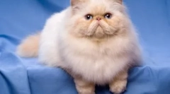 Macskák-brakhicephali - a tartalom fajtái és jellemzői