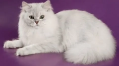 Macskák: minden fajta leírása