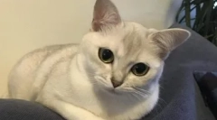 A burmilla fajták macskái - megjelenés, természet és sajátosságok