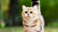 A fajta macskák mcchin (fotó): shroud bájos barátok