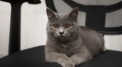 A fajta metis macskái: fajok és karakterek leírása