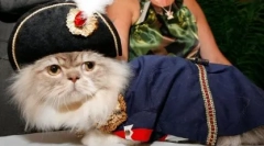 A napóleon fajta macskái