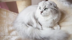 Ritka fajta macskák highland hajtás (hosszú hajú skótok)