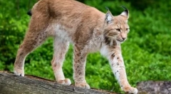 Macskák hosszú lábakkal: kegyelem és kegyelem