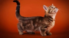 Macskák rövid lábakkal (fajták)