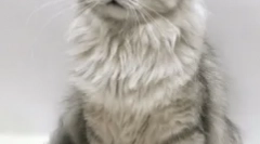 Macskák, vagy a bolyhos háziállatok a legbosszabb karakter