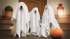 Jelmez egy kutya a halloween csináld magad - ötletek a képen