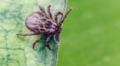 Öltöny és egyéb intézkedések a kullancsok elleni védelem érdekében