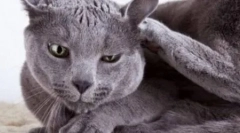 A macska gyakran rázza a fejét, és karcolja a fülét: mit kell tennie