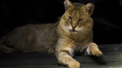 Macska reed caucasian