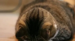 A macska megbántás volt: hogyan találjunk közös nyelvet vele, és töltsük fel