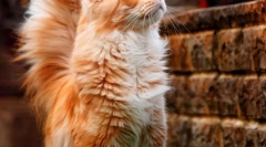 Macskák maine kun (fotó): házi macskák királya