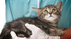 Bőrbetegségek a macskákban