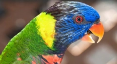 Gyönyörű és okos papagájok