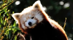 Red panda (fotó): miniatűr fiery bear