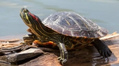 Vörösfüles teknős