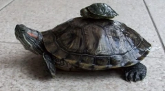 Vörös hajú édesvízi teknős a természetben és otthon