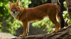 Red wolf (fotó): veszélyes ragadozó szokatlan megjelenéssel